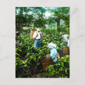 Het oogsten van groene thee laat oude Japanse boer Briefkaart (Voorkant)