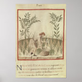 Het oogsten van prei uit "Tacuinum Sanitatis" Poster (Voorkant)