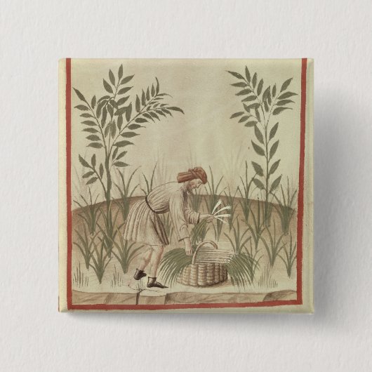 Het oogsten van prei uit "Tacuinum Sanitatis" Vierkante Button 5,1 Cm (Voorkant)