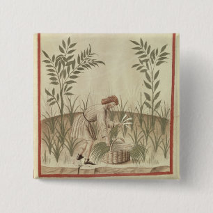 Het oogsten van prei uit "Tacuinum Sanitatis" Vierkante Button 5,1 Cm