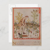 Het oogsten van snippers uit "Tacuinum Sanitatis" Briefkaart (Voorkant / Achterkant)