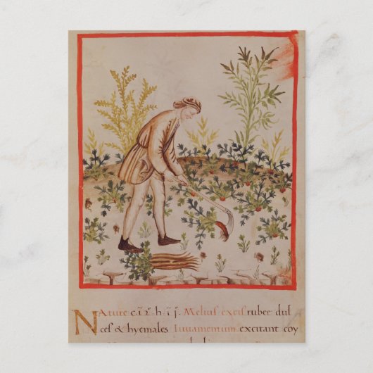 Het oogsten van snippers uit "Tacuinum Sanitatis" Briefkaart (Voorkant)