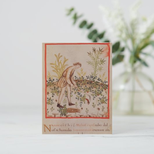 Het oogsten van snippers uit "Tacuinum Sanitatis" Briefkaart (Staand voorkant)