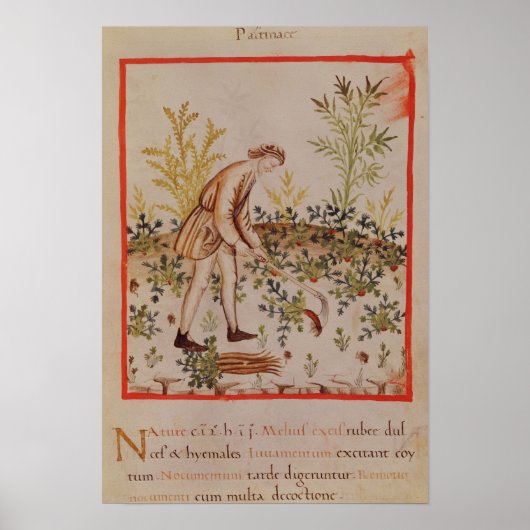 Het oogsten van snippers uit "Tacuinum Sanitatis" Poster (Voorkant)