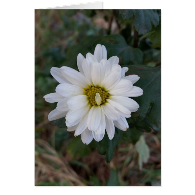 Het opgezette petaal (Voorkant)