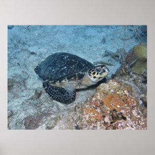 Het opnieuw plaatsen van Hawksbill Poster