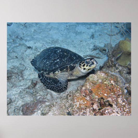 Het opnieuw plaatsen van Hawksbill Poster (Voorkant)