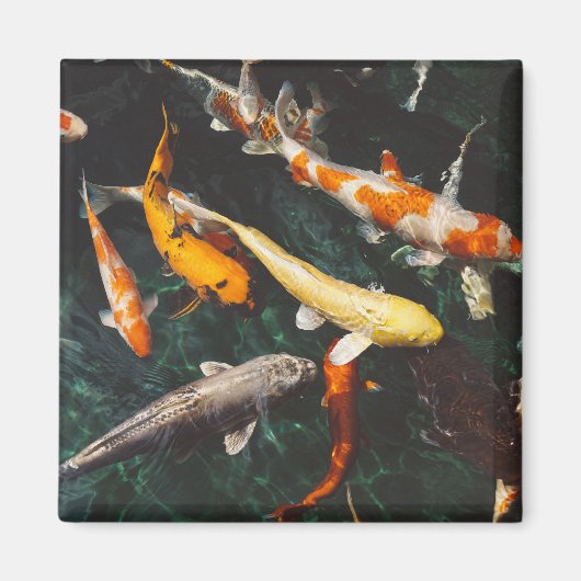 Het Oranje en Witte Aziatische Koi visplatform ver Magneet (Voorkant)