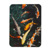 Het Oranje en Witte Aziatische Koi visplatform ver Magneet (Verticaal)