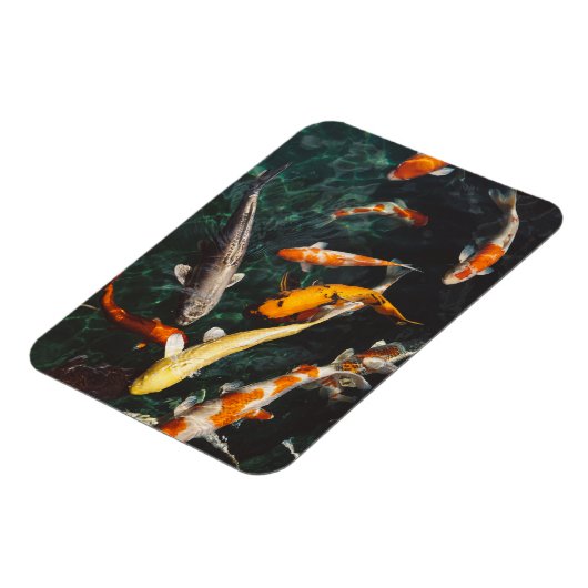 Het Oranje en Witte Aziatische Koi visplatform ver Magneet (Linkerzijde)