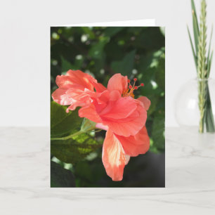 Het oranje Wenskaart van de Hibiscus Kaart