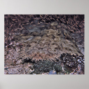 Het Orbiting Shiners en Wobbegong Poster