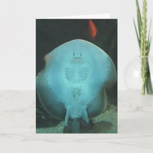 Het originele Wenskaart van Manta Ray Kaart