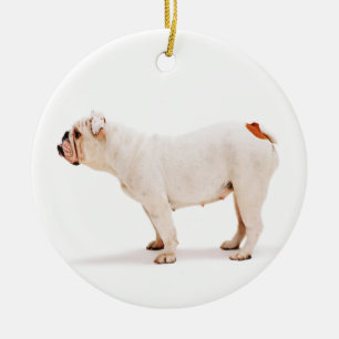 Het Ornament van de buldog
