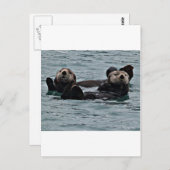 Het otter-paar briefkaart (Voorkant / Achterkant)