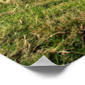 Het oude Man Coniston Briefkaart Cushion Poster (Hoek)