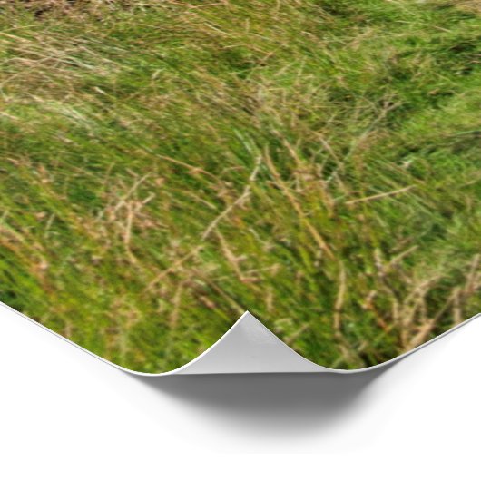 Het oude Man Coniston Briefkaart Cushion Poster (Hoek)