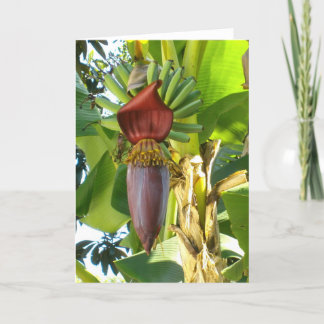 Het OUDE Wenskaart van de BANANEN van FLORIDA Kaart