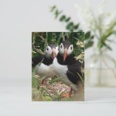 Het Paar van de papegaaiduiker Briefkaart (Staand voorkant)