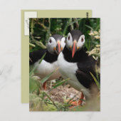 Het Paar van de papegaaiduiker Briefkaart (Voorkant / Achterkant)