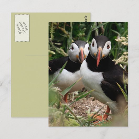 Het Paar van de papegaaiduiker Briefkaart (Voorkant / Achterkant)