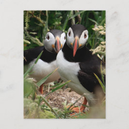 Het Paar van de papegaaiduiker Briefkaart