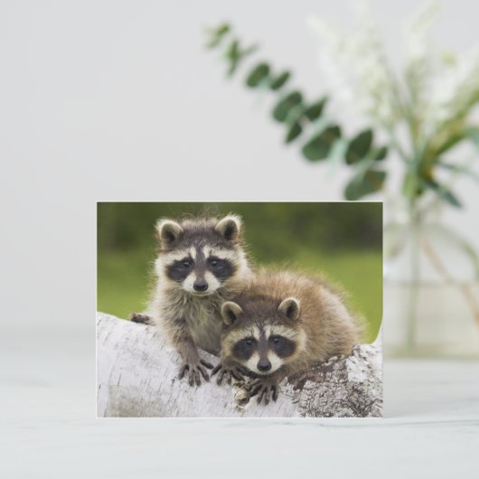 Het paar van de Wasbeer Briefkaart (Staand voorkant)