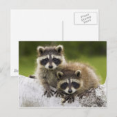 Het paar van de Wasbeer Briefkaart (Voorkant / Achterkant)