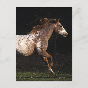 Het Paard die van Appaloosa 4 in werking stellen Briefkaart