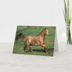 Het Paard die van Appaloosa op Grasrijk Gebied Kaart