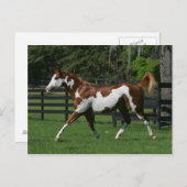 Het Paard die van de verf 1 in werking stellen Briefkaart (Voorkant / Achterkant)