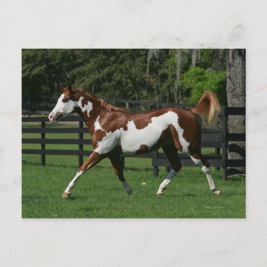 Het Paard die van de verf 1 in werking stellen Briefkaart (Voorkant)