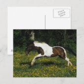 Het Paard die van de verf op Gebied van Bloemen Briefkaart (Voorkant / Achterkant)