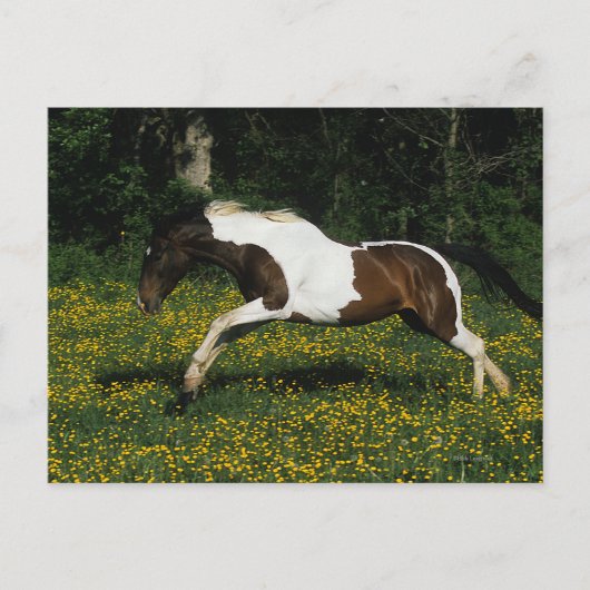 Het Paard die van de verf op Gebied van Bloemen Briefkaart (Voorkant)