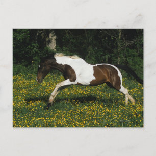 Het Paard die van de verf op Gebied van Bloemen Briefkaart