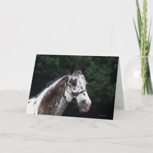 Het Paard Headshot 2 van Appaloosa Kaart (Voorkant)