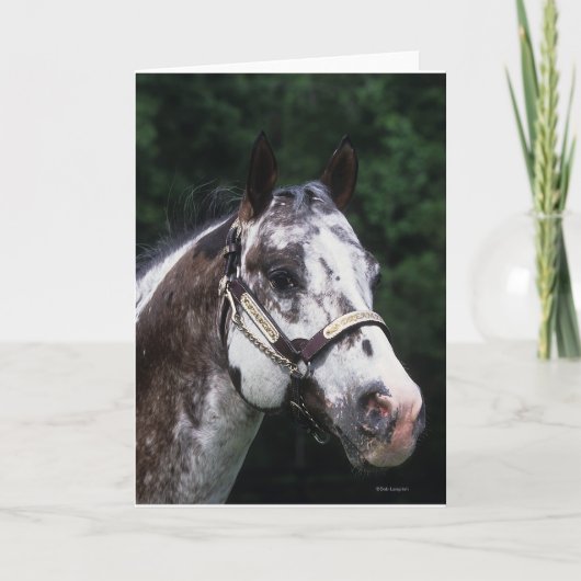 Het Paard Headshot 2 van Appaloosa Kaart (Voorkant)