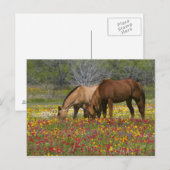 Het Paard van het kwart op gebied van wildflowers Briefkaart (Voorkant / Achterkant)