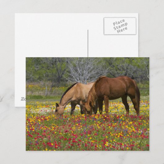 Het Paard van het kwart op gebied van wildflowers Briefkaart (Voorkant / Achterkant)