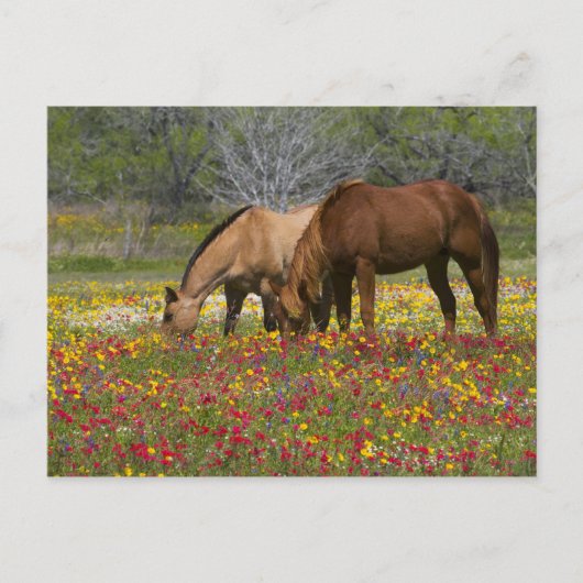 Het Paard van het kwart op gebied van wildflowers Briefkaart (Voorkant)