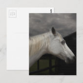 Het paard van het storm briefkaart (Voorkant / Achterkant)