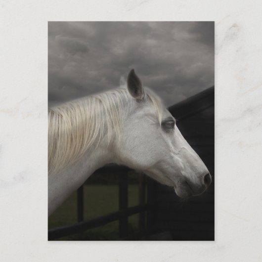 Het paard van het storm briefkaart (Voorkant)