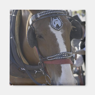 Het Paard van het vervoer Magneet