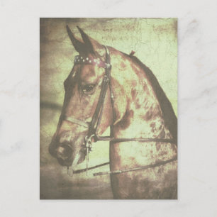 Het Paard van Saddlebred Briefkaart