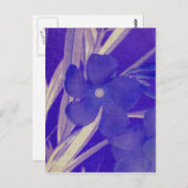 Het paarse Briefkaart van de Bloem (Voorkant / Achterkant)