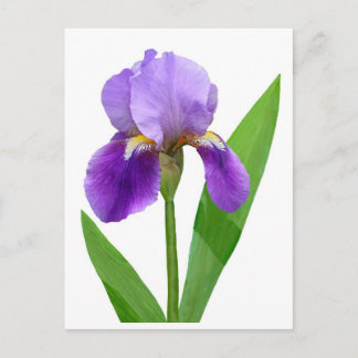 Het paarse Briefkaart van de Iris