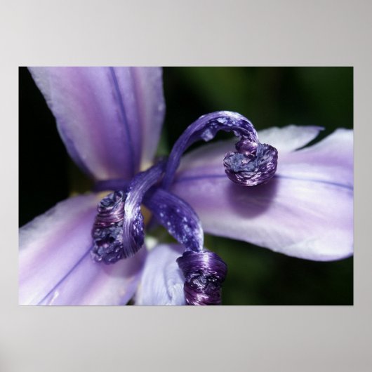 Het paarse Poster van de Iris (Voorkant)