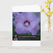 Het Paarse Roos van Sharon Kaart (Gele Bloem)