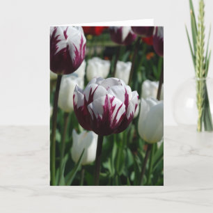 Het paarse & Witte Wenskaart van de Tulp Kaart