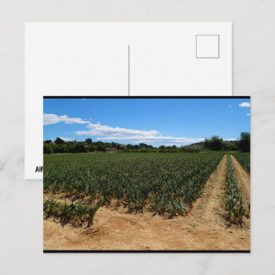 Het pad door het uienveld briefkaart